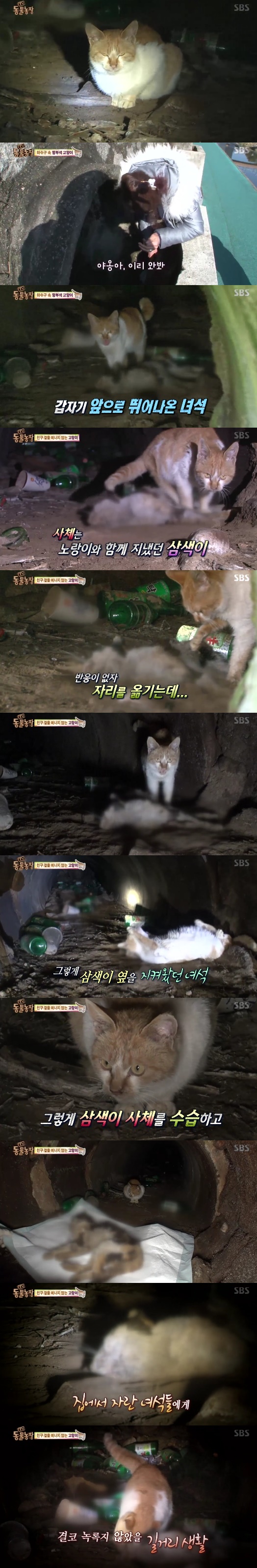 죽은 삼색이 곁을 떠나지 않는 고양이 '노랑이'. 사진=SBS '동물농장' 방송 캡쳐