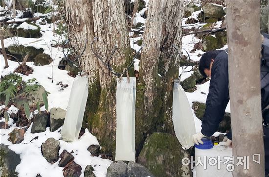 "겨울철 피로 고로쇠수액으로 푸세요 " 전남 고로쇠수액 채취 시작