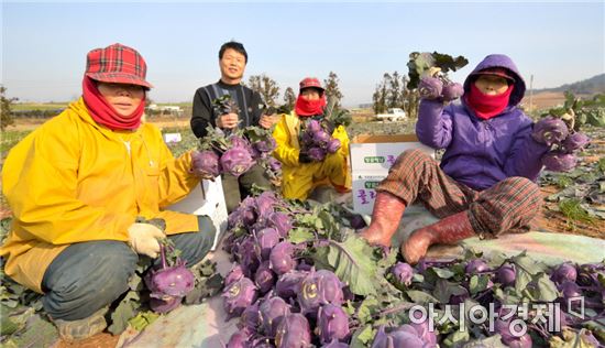 아삭아삭 해남 콜라비, 추운겨울 수확 한장