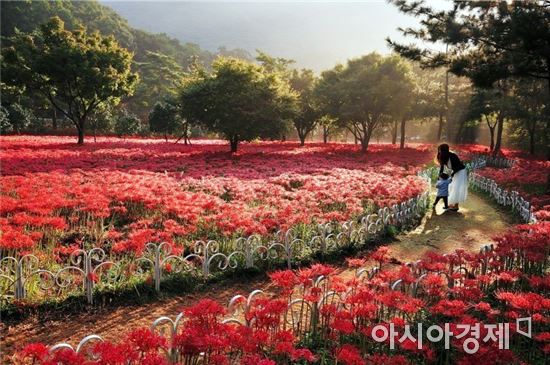 제17회 영광 불갑산 상사화 축제, 프로그램 공모 나서