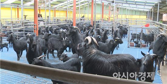 순창군, 전국 흑염소 메카 급부상