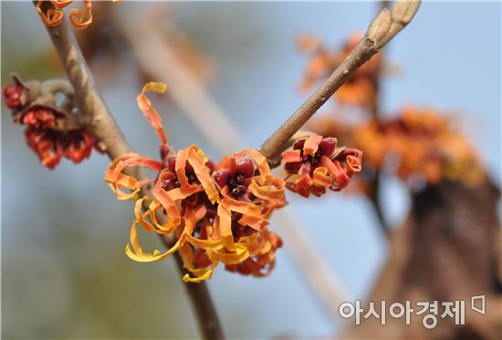 전남도산림자원연구소에 풍년 기원하는 풍년화 활짝 