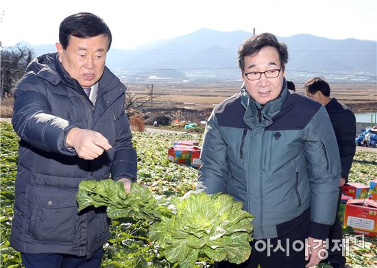 이낙연 전남지사(오른쪽)가 31일 오후 진도군 고군면 내산리 봄동 수확현장을 방문, 이동진 진도군수로부터 봄동 출하 과정에 대해 설명을 듣고 있다. 사진제공=전남도