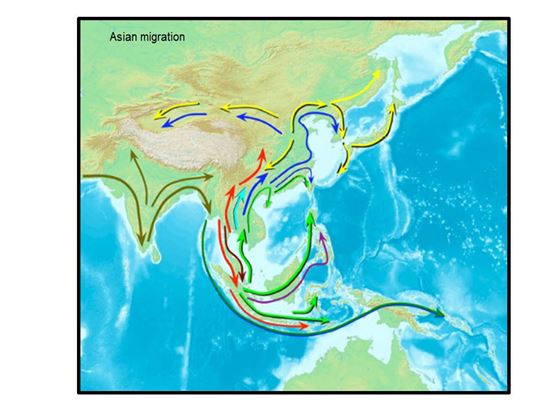 ▲2009년 사이언스(Science)지에 발표된 아시아인의 주요 이동경로. 한국인은 남방계가 올라온 거대한 흐름에 속해있다.[사진제공=UNIST] 
