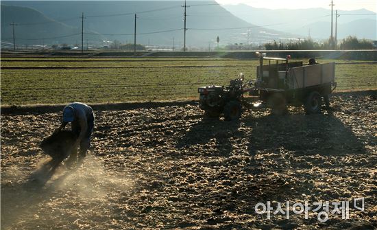 [포토]입춘 맞아 농부들의 바빠진 일손