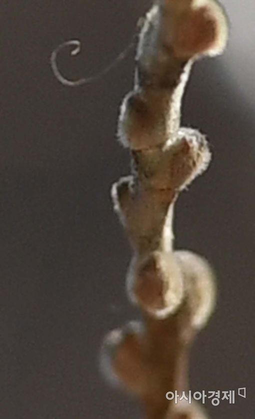 [포토]살짝 눈 뜬 버들강아지 