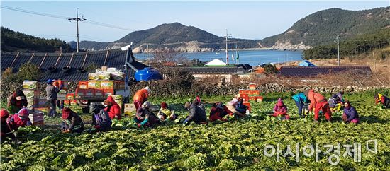 해풍맞고 자란 완도 청산도 봄동 수확 한창