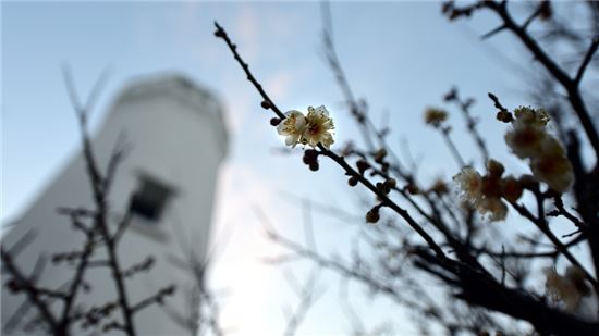 [여행만리]봄꽃은 구경도 못하고 바다꽃만 피었구나