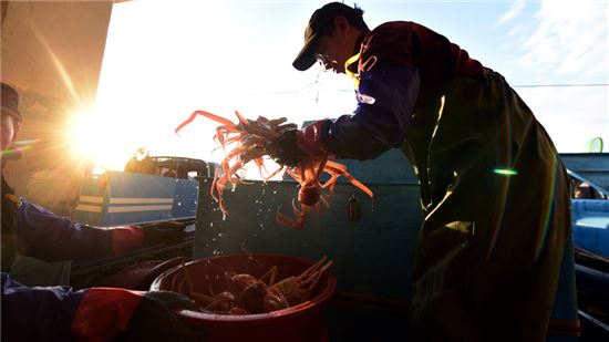 [여행만리]봄꽃은 구경도 못하고 바다꽃만 피었구나