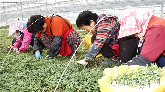 [포토]봄내음 가득한 쑥 수확 한창