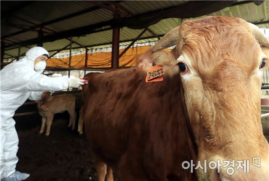 [포토]광주시 북구, 구제역 예방 백신접종