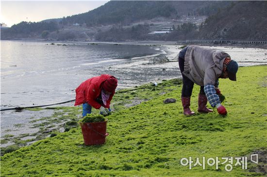 보성 비봉리 청암 갯바위 파래 수확 한창