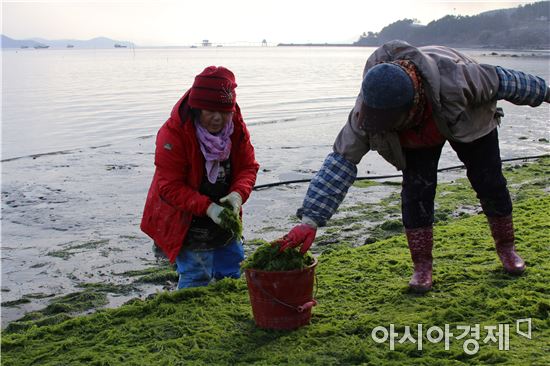 보성 비봉리 청암 갯바위 파래 수확 한창