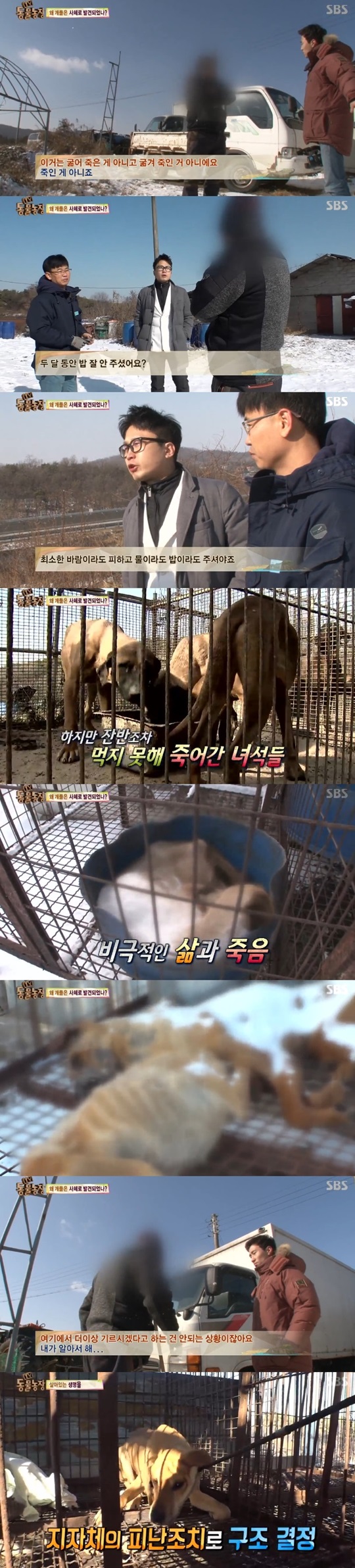 '동물농장' 식용개의 처참한 모습, 음식물쓰레기조차 못 먹는다