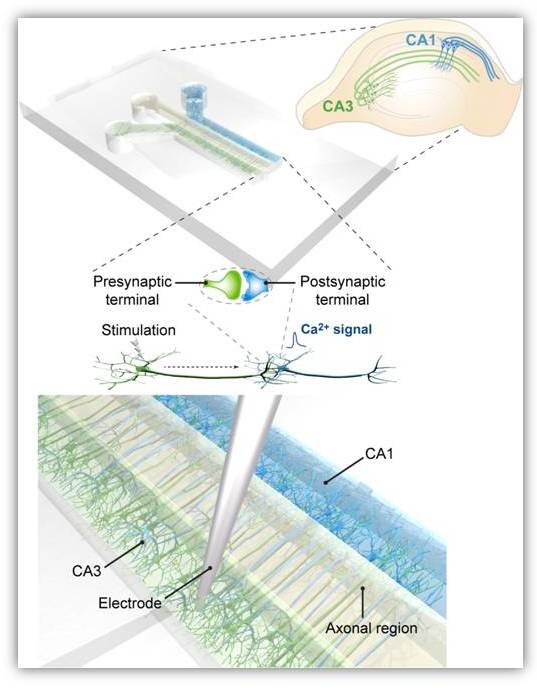 ▲해마 내 상이한 CA3, CA1 세포군을 구획화할 수 있도록 고안한 3차원 세포 배양 플랫폼(위)에 신경세포를 배양하면 축삭의 성장 방향을 일정하게 유도한다.[사진제공=KIST]
