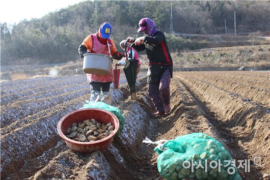 보성감자 파종 한창