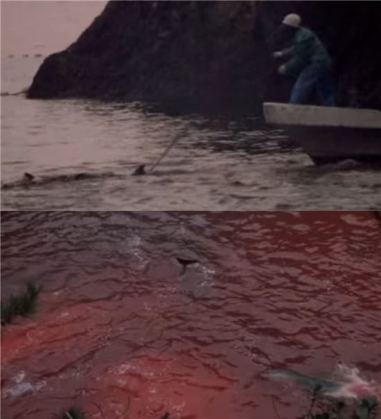 일본 다이지의 돌고래 도살/사진=유튜브 캡처