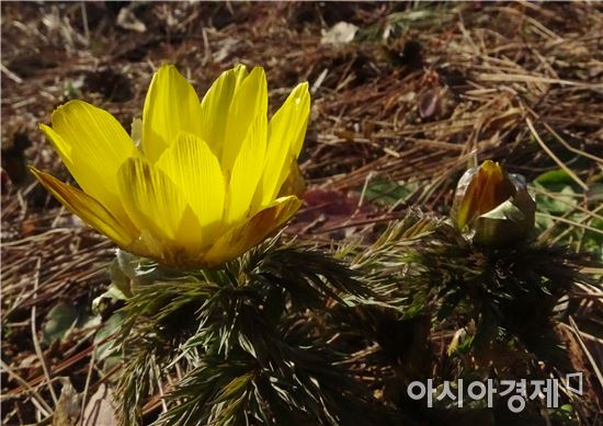 [포토]봄 소식 전하는 '복수초'