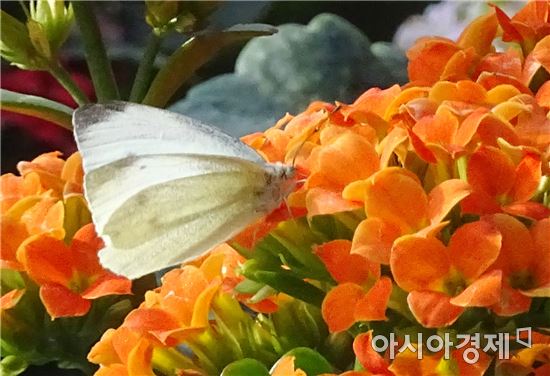 [포토]봄맞이 하는 배추흰나비