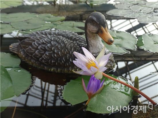 [포토]우수(雨水) 고개내민 수련꽃