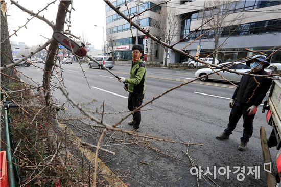 [포토]광주시 북구, 도로 가로수 정비