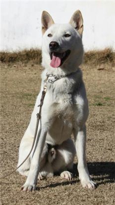 진도개 '철마' 토종견 최초 인명구조 적합 시험 합격