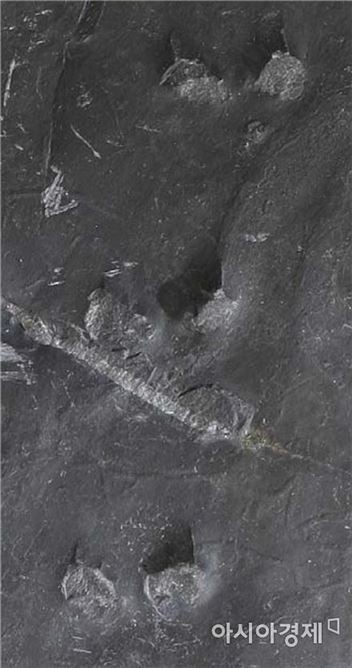 1억년전 뜀걸음 포유류 화석…진주서 세계최초 발견 