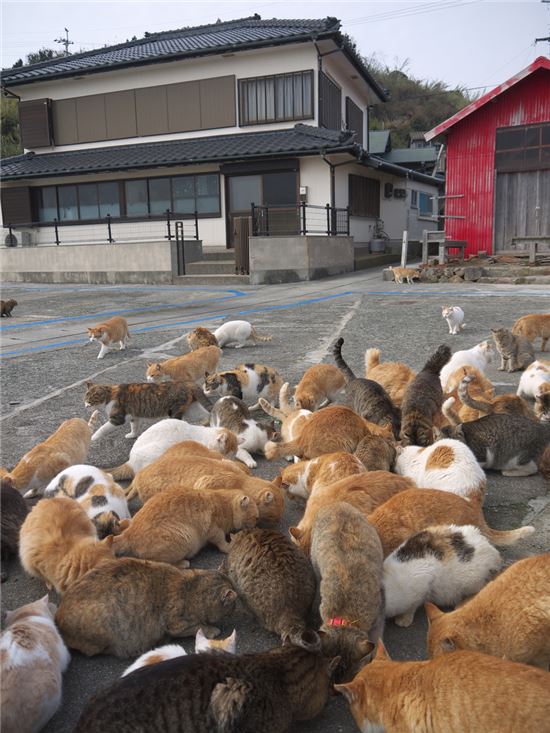 '고양이 섬'으로 유명한 일본의 아오시마 섬에서 고양이들이 먹이를 먹는 모습. 사진=게티이미지뱅크