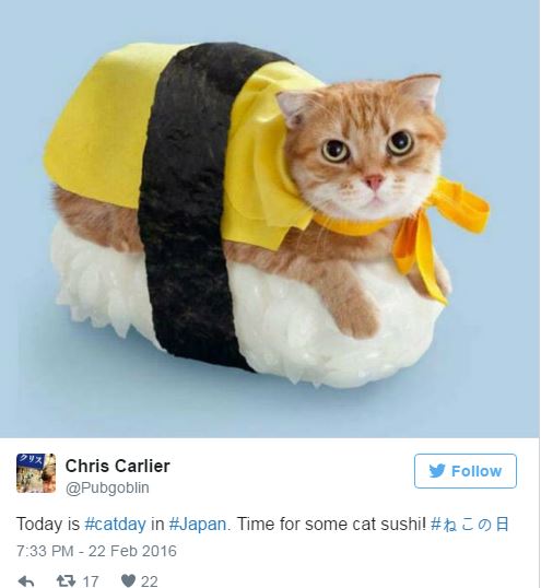 22일 일본은 31주년 고양이의 날…한국은 어떠냐옹?