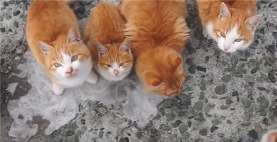 일본 길고양이들. 사진=유튜브 캡처