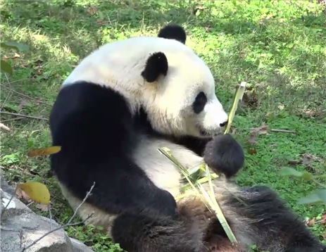 "저 이사가요" 판다 '바오바오'가 중국으로 떠나는 이유