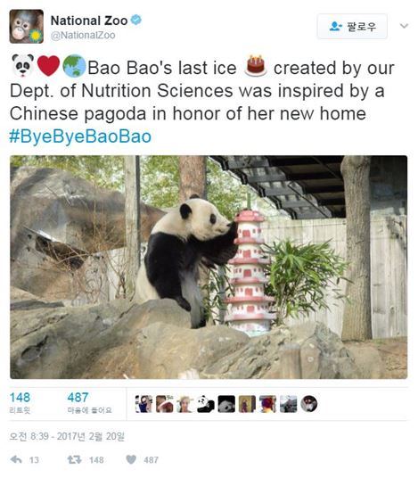 "저 이사가요" 판다 '바오바오'가 중국으로 떠나는 이유