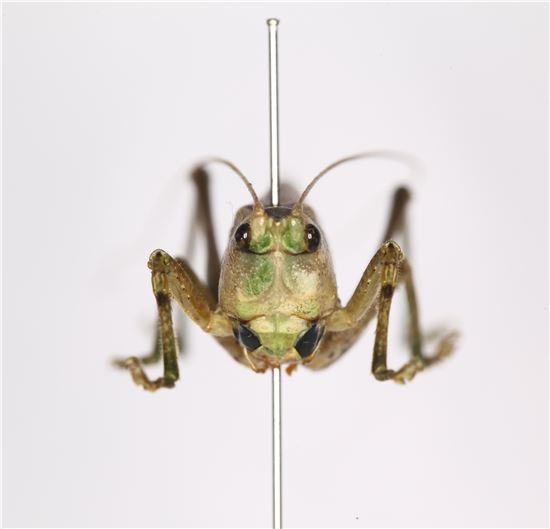 함평군, 국내 미기록종 '여치' 발견