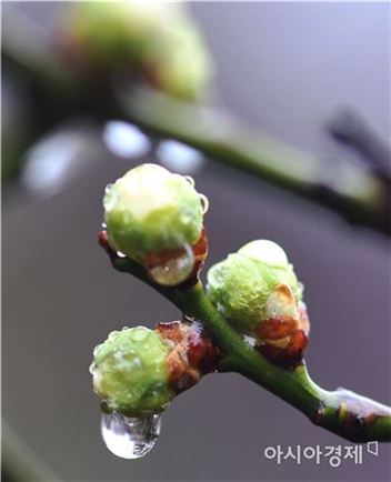 [포토]봄을 재촉하는 영롱한  빗방울