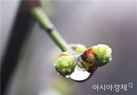 [포토]봄비 머금은  매화봉오리
