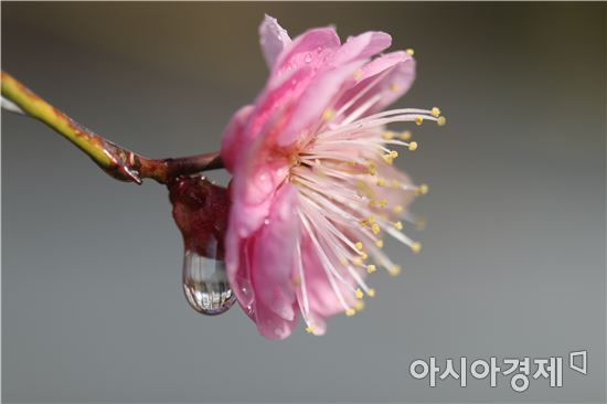 [포토]봄비 머금은 홍매화의 고상한 자태