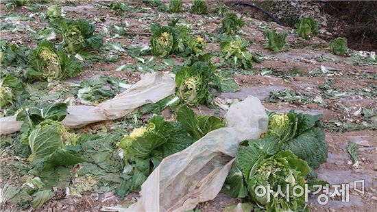진도군, 야생동물 피해예방시설 설치사업 등 지원