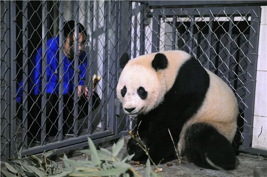 미국에서 태어난 판다 보보가 중국에 도착해 먹이를 먹고 있다.(사진=AP연합)
