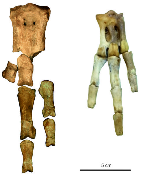 거대 펭귄의 다리뼈 화석. 이미지 출처 = 센켄베르크 연구소
