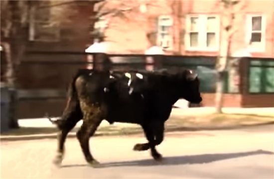 지난 22일 미국 뉴욕주 퀸즈 외곽의 한 도축장에서 탈출한 소가 주택가를 유유히 활보하고 있다. 사진 = xaniatube 화면 캡쳐