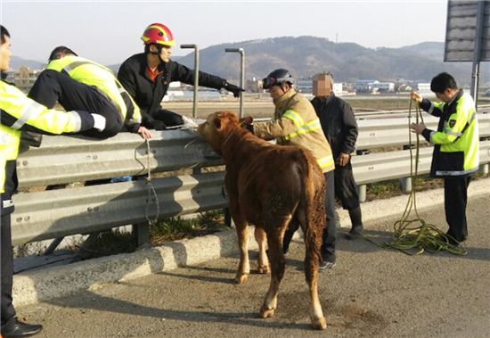 국내에도 축사 또는 도축장에서 탈출한 소가 도심을 누비는 사건이 종종 일어나고 있다. 고속도로를 달리다 경찰에 포획되는 소. 사진 = 연합뉴스 
