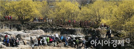 산수유 꽃길 따라 구례산동으로 봄 마중 오세요~