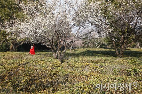 한반도의 최남단, 땅끝 해남의 봄‘활짝’