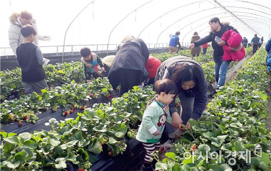 곡성 딸기농장으로 ‘봄’가족여행을 떠나볼까