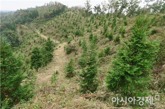 곡성군, 묘목 한그루로 조림의 트렌드 이끈다 