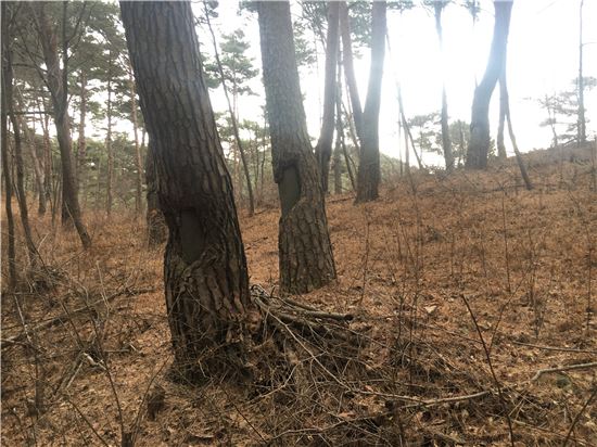 일본은 '우리 소나무' 고혈도 쥐어짰다, 송탄유 착취사건