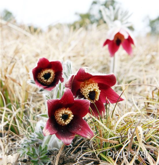 [포토]수줍은 듯 꽃망울 내민 '할미꽃'