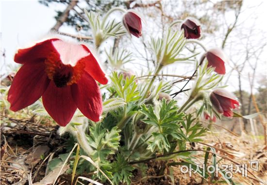 [포토]겨울잠에서 깨어나 봄소식 전하는  '할미꽃'