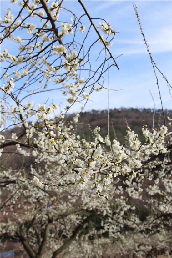[포토]경칩(驚蟄)에 배꽃(梨花) 활짝