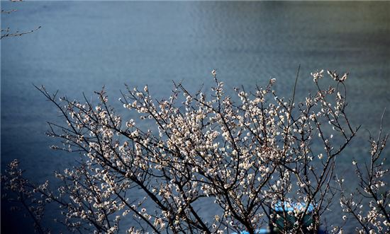 [여행만리]꽃을 이기는 春景은 없다